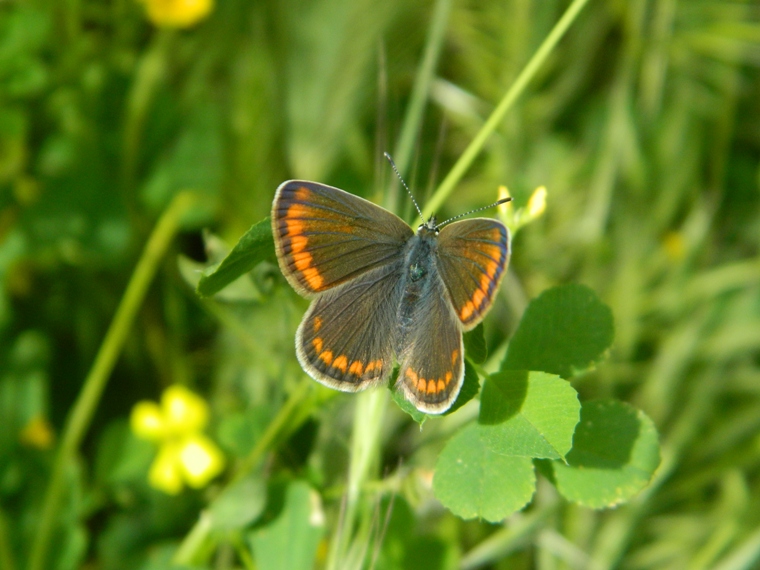 Quale Lycaenidae?